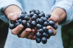 Meknes Winery Tours: Discover Morocco’s Premier Wine Region in 2026